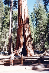 1997 - USA 186 (Sequoia National Park, CA)